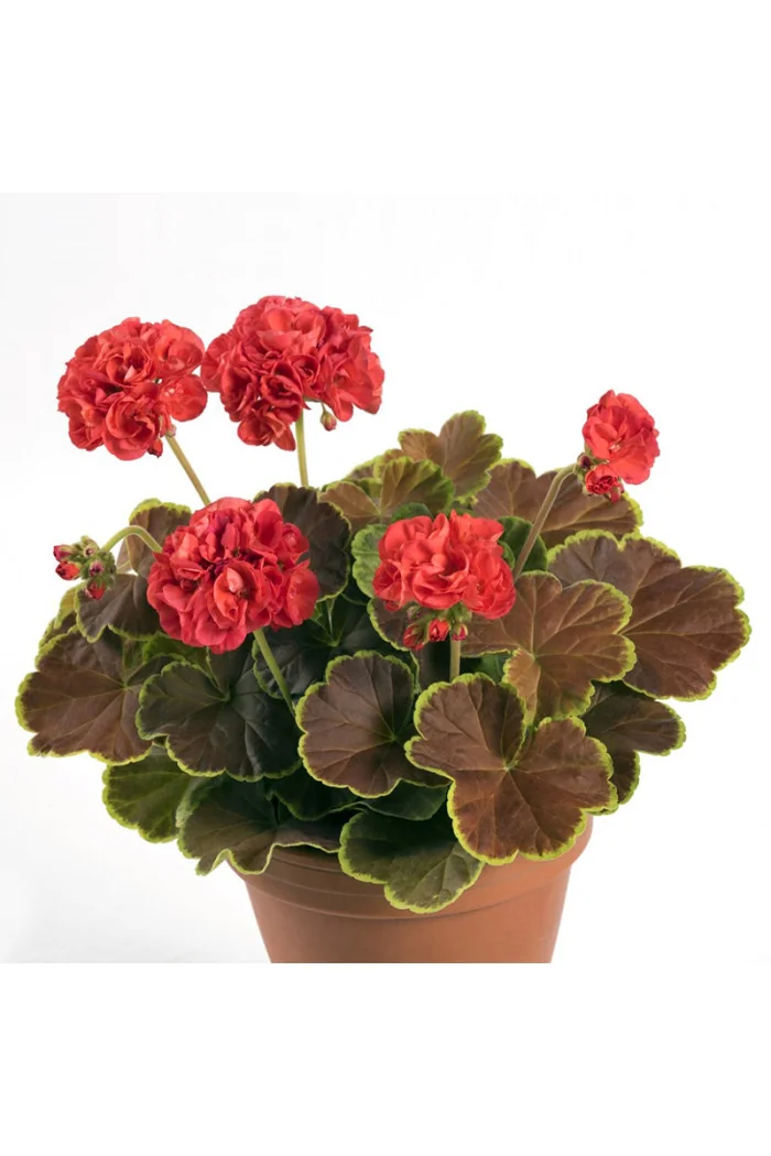 Pelargonia rabatowa 'Caramel Red' | Pelargonium
