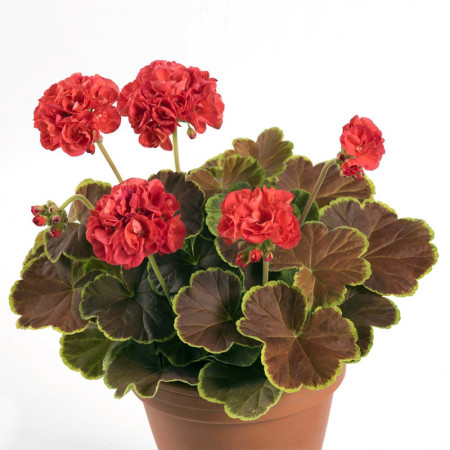 Pelargonia rabatowa 'Caramel Red' | Pelargonium