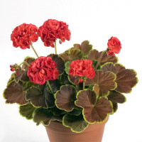 Pelargonia rabatowa 'Caramel Red' | Pelargonium
