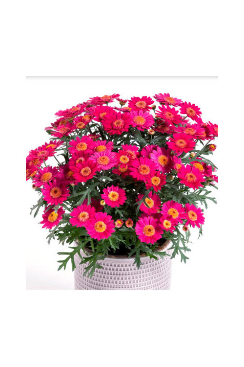 Złocień krzewiasty (Rumianek) 'Wine Red' Argyranthemum