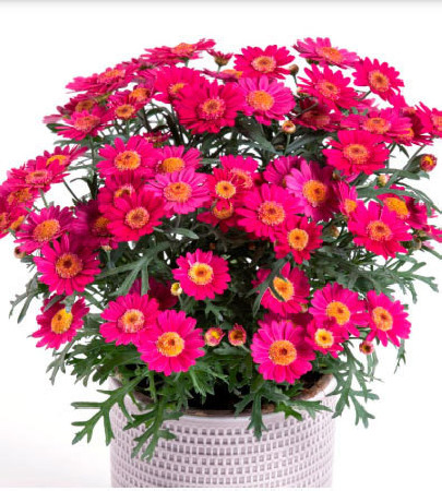Złocień krzewiasty (Rumianek) 'Wine Red' Argyranthemum