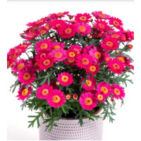 Złocień krzewiasty (Rumianek) 'Wine Red' Argyranthemum
