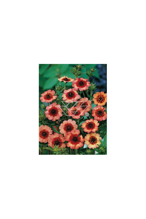 Pięciornik nepalski 'Miss Willmot' Potentilla nepalensis