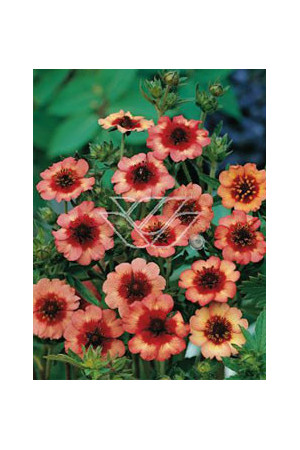 Pięciornik nepalski 'Miss Willmot' Potentilla nepalensis