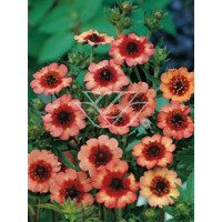 Pięciornik nepalski 'Miss Willmot' Potentilla nepalensis