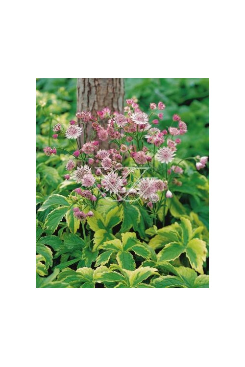 Jarzmianka większa 'Sunningdale Variegated' Astrantia major