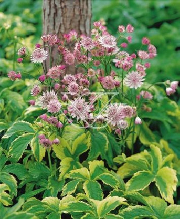Jarzmianka większa 'Sunningdale Variegated' Astrantia major
