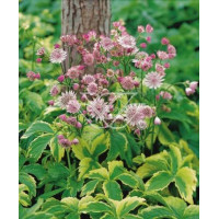 Jarzmianka większa 'Sunningdale Variegated' Astrantia major