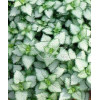 Jasnota plamista 'Beacon Silver' Lamium maculatum