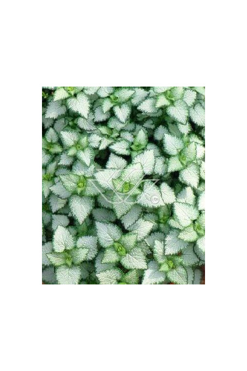 Jasnota plamista 'Beacon Silver' Lamium maculatum