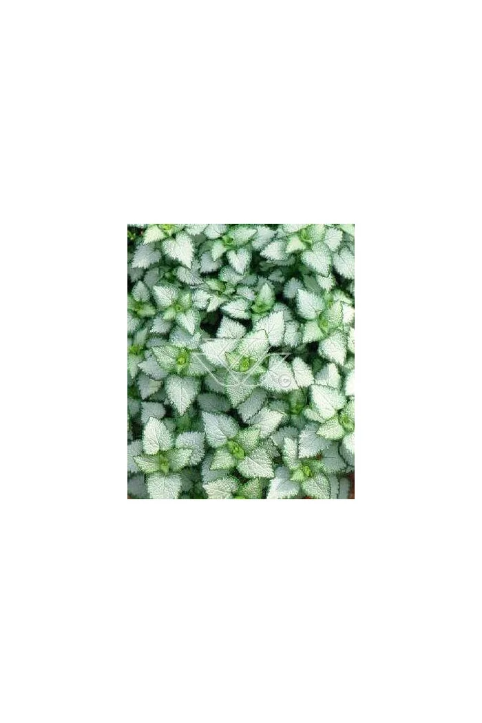 Jasnota plamista 'Beacon Silver' Lamium maculatum