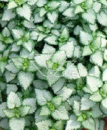 Jasnota plamista 'Beacon Silver' Lamium maculatum