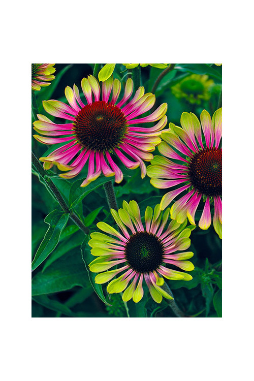 Jeżówka 'Green Twister' | Echinacea