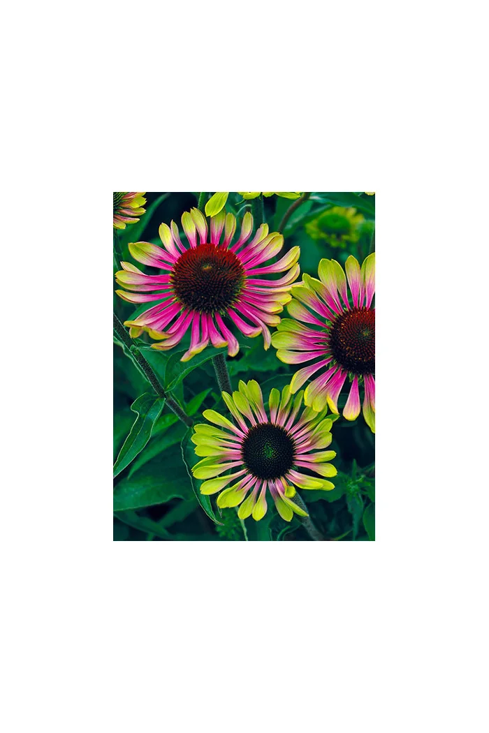 Jeżówka 'Green Twister' | Echinacea
