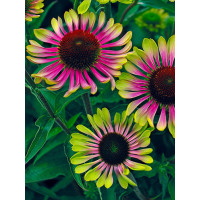 Jeżówka 'Green Twister' | Echinacea