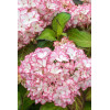 Hortensja ogrodowa 'Salsa' | Hydrangea macrophylla