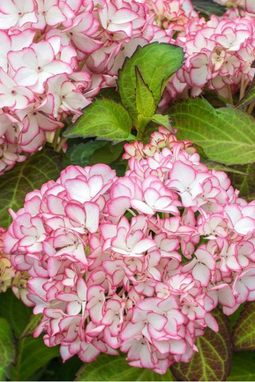 Hortensja ogrodowa 'Salsa' | Hydrangea macrophylla