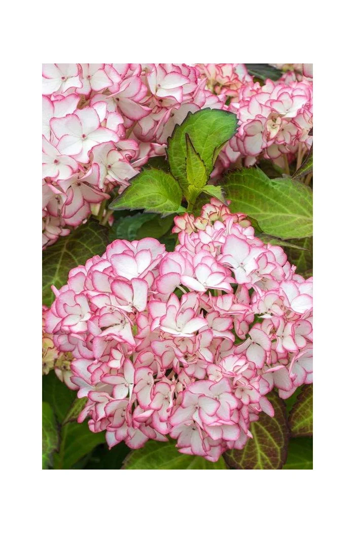 Hortensja ogrodowa 'Salsa' | Hydrangea macrophylla