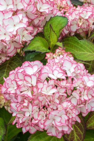 Hortensja ogrodowa 'Salsa' | Hydrangea macrophylla