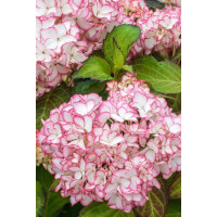 Hortensja ogrodowa 'Salsa' | Hydrangea macrophylla