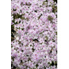 Floks szydlasty 'Kimono Pink White'| Phlox subulata