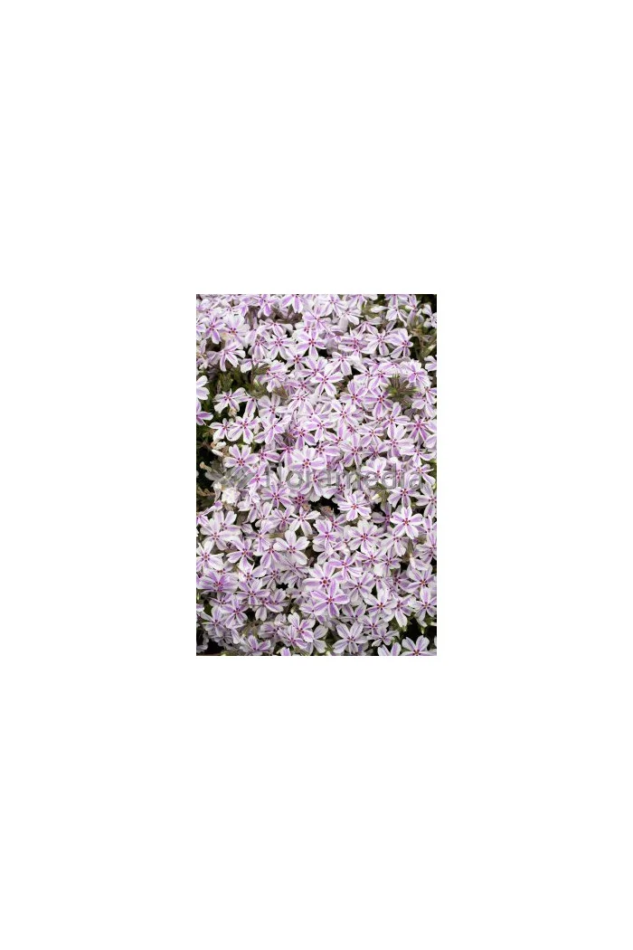 Floks szydlasty 'Kimono Pink White'| Phlox subulata