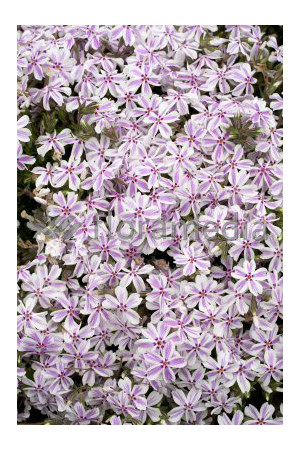 Floks szydlasty 'Kimono Pink White'| Phlox subulata