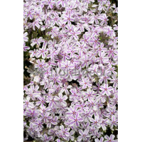 Floks szydlasty 'Kimono Pink White'| Phlox subulata