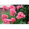 Floks wiechowaty 'Coral Flame' | Phlox panniculata