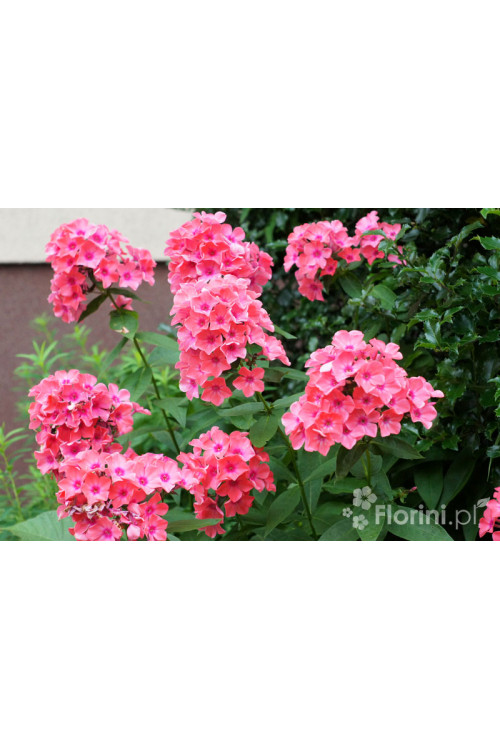 Floks wiechowaty 'Coral Flame' | Phlox panniculata