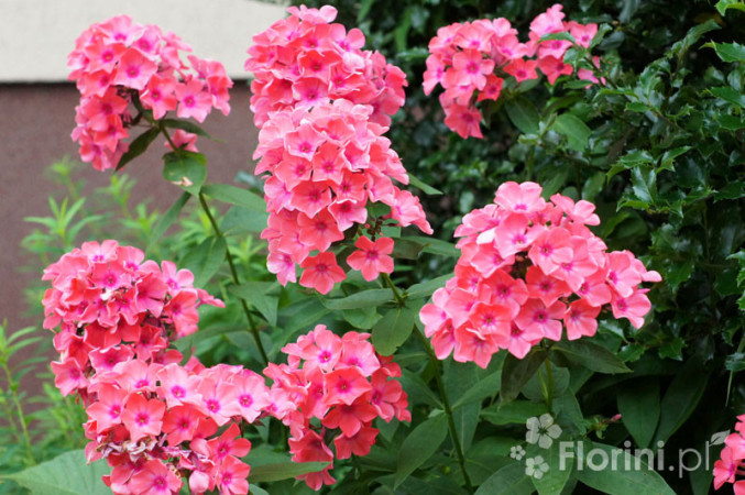 Floks wiechowaty 'Coral Flame' | Phlox panniculata
