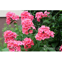 Floks wiechowaty 'Coral Flame' | Phlox panniculata