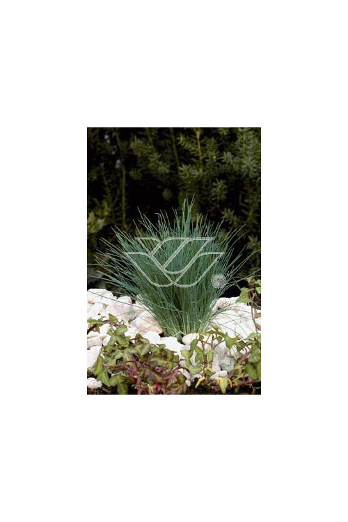 Szczotlicha siwa 'Spiky Blue' | Corynephorus canescens