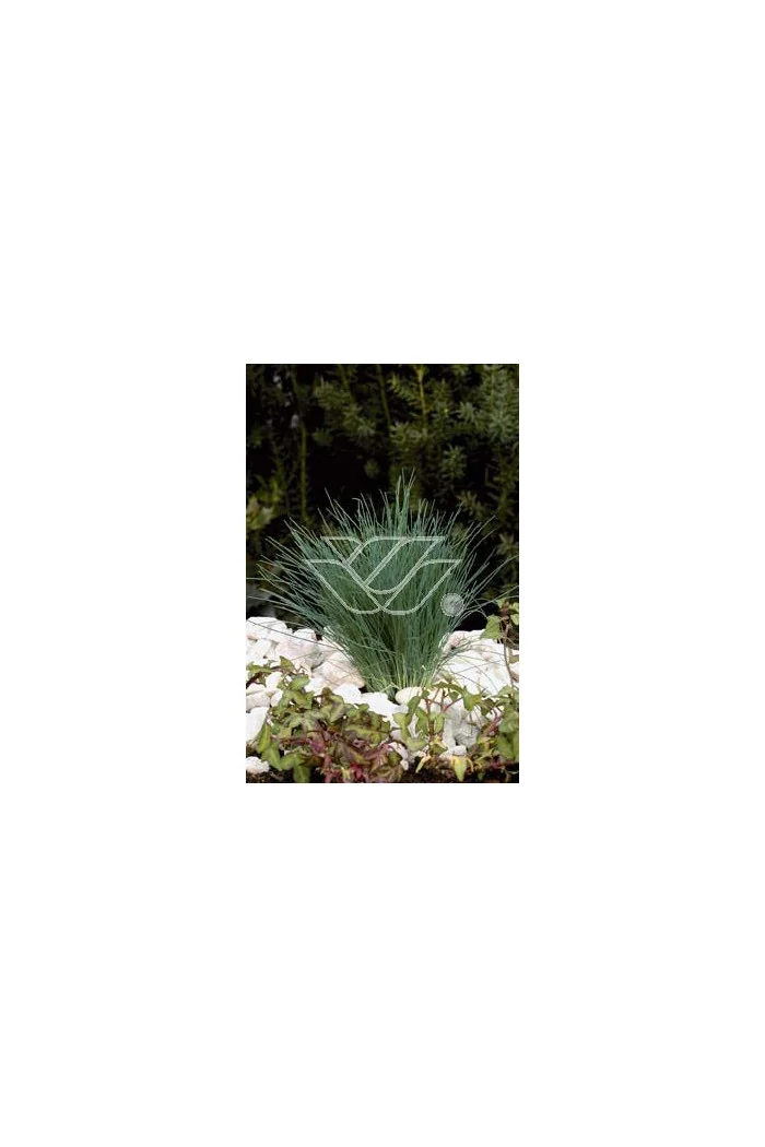 Szczotlicha siwa 'Spiky Blue' | Corynephorus canescens