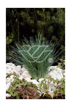 Szczotlicha siwa 'Spiky Blue' | Corynephorus canescens