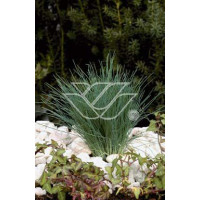 Szczotlicha siwa 'Spiky Blue' | Corynephorus canescens