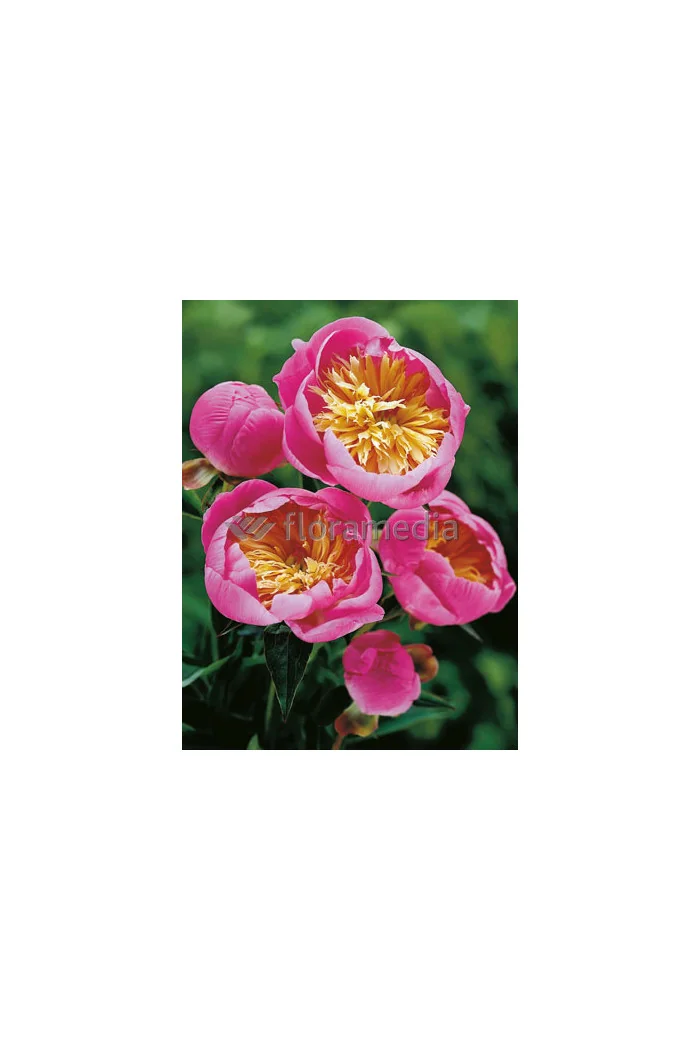 Piwonia chińska 'Bowl of Beauty' Paeonia lactiflora