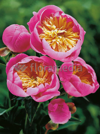 Piwonia chińska 'Bowl of Beauty' Paeonia lactiflora