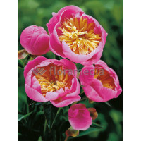 Piwonia chińska 'Bowl of Beauty' Paeonia lactiflora