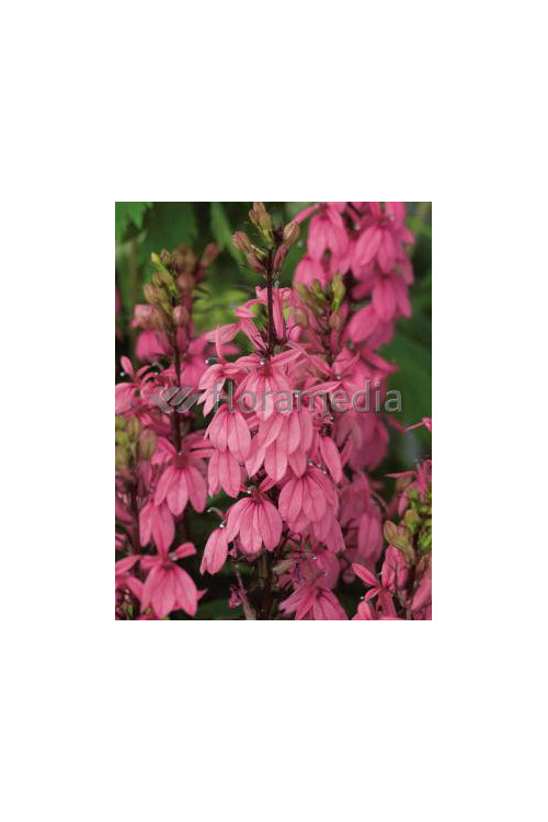 Lobelia okazała Fan Salmon, Lobelia speciosa