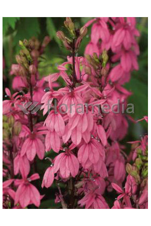 Lobelia okazała Fan Salmon, Lobelia speciosa