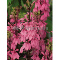 Lobelia okazała Fan Salmon, Lobelia speciosa