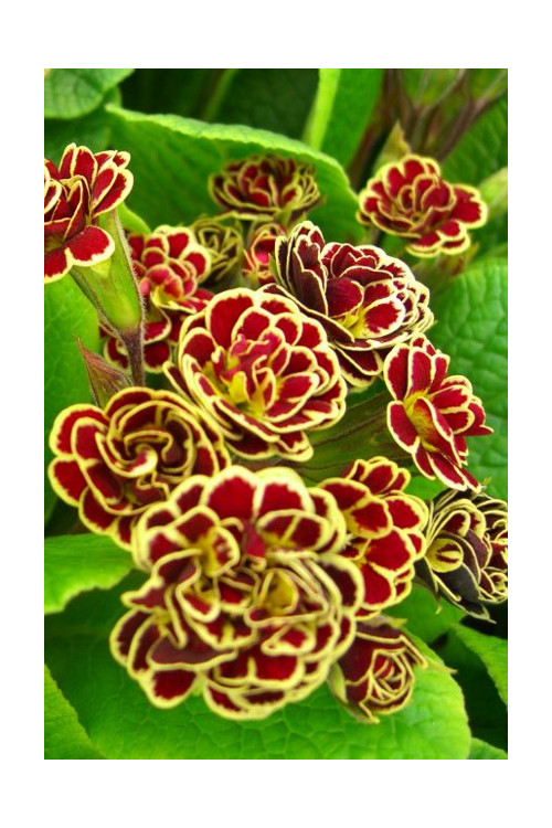 Pierwiosnek 'Elizabeth Killelay' Primula