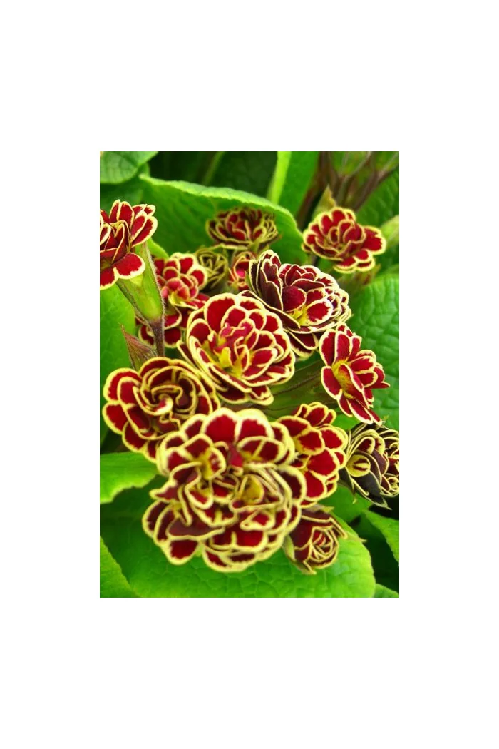 Pierwiosnek 'Elizabeth Killelay' Primula