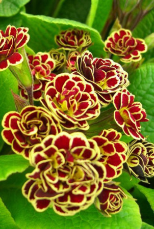 Pierwiosnek 'Elizabeth Killelay' Primula