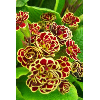 Pierwiosnek 'Elizabeth Killelay' Primula