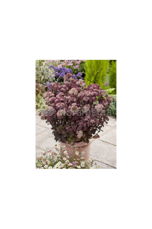 Rozchodnik 'Moonlight Serenade' Sedum