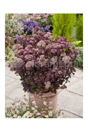 Rozchodnik 'Moonlight Serenade' Sedum