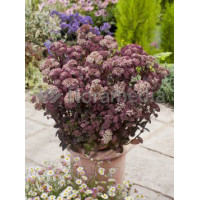 Rozchodnik 'Moonlight Serenade' Sedum