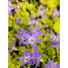 Dzwonek gargański 'Dickson's Gold' | Campanula garganica